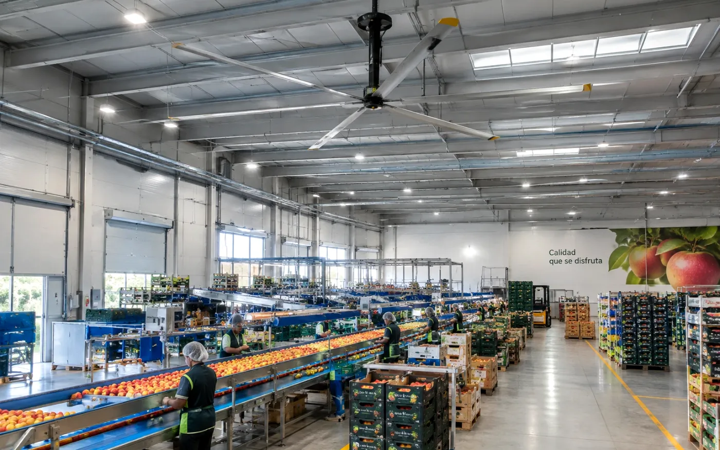 Ventilador HVLS en una central hortofrutícola con líneas de clasificación